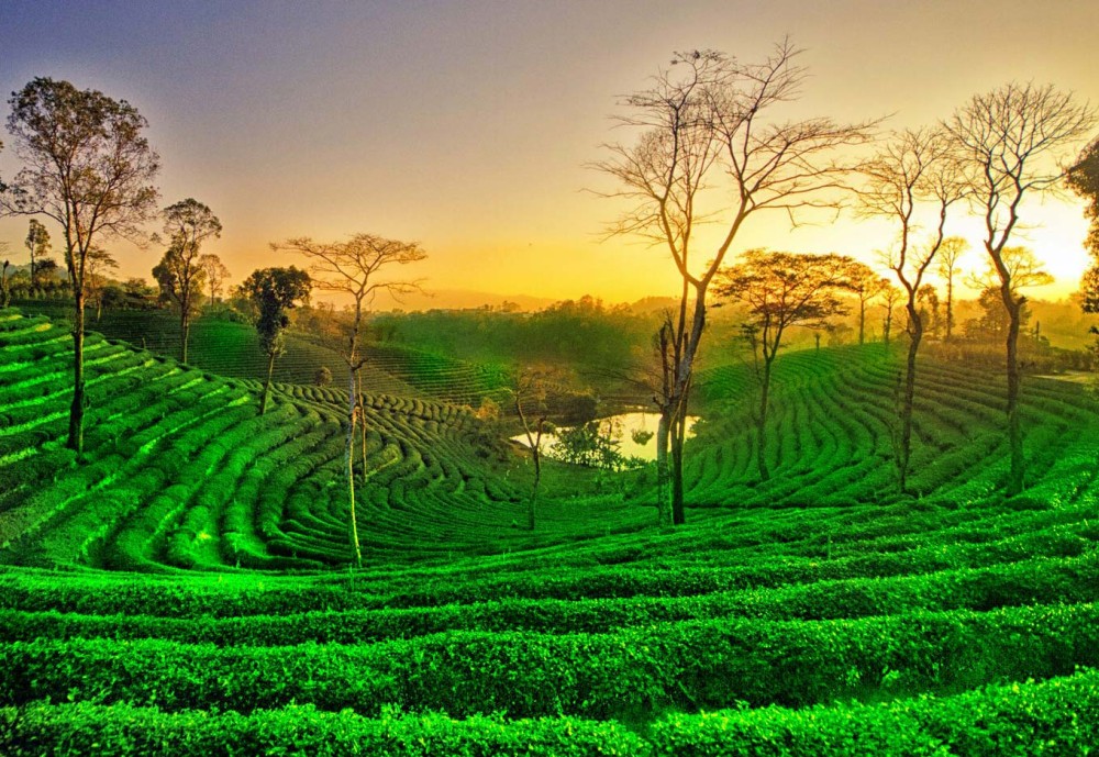 Want to travel to Palampur- Tea capital of North India?
