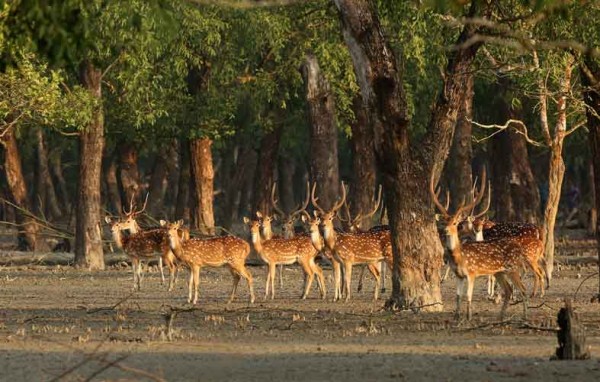 Let's Meet The Unesco World Heritage Site Sundarban