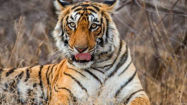 Let's Visit The Tiger City Of Ranthambore