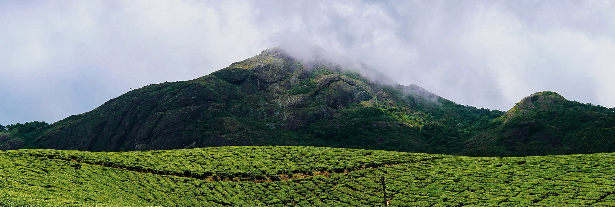 Munnar Tour Packages