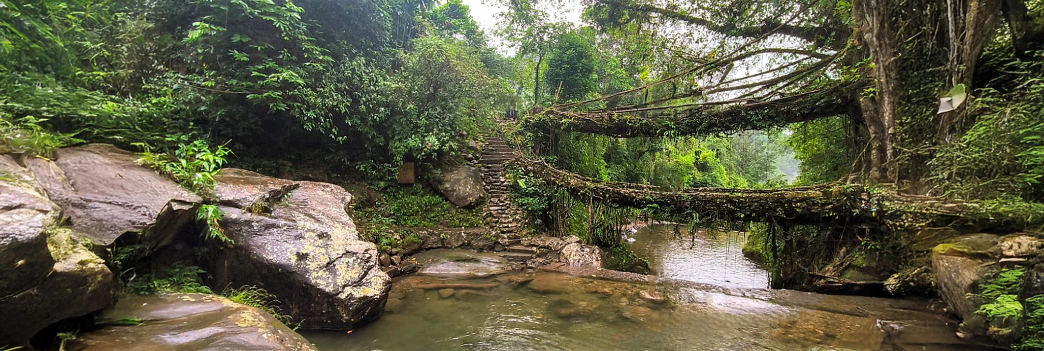 Double Decker Living Root Bridge