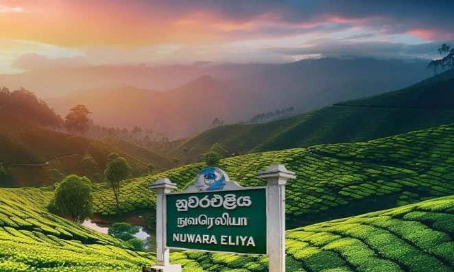 Days 2: Transfer to Nuwara Eliya