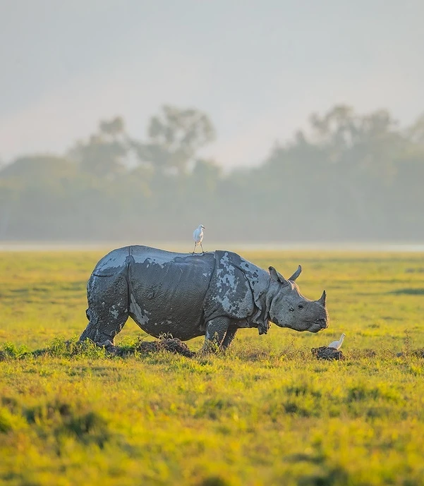 Kaziranga Rhinos & Meghalaya’s Natural Marvels