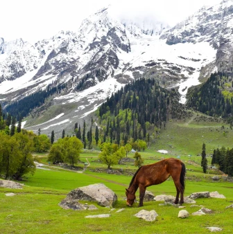Kashmir Unique Experience