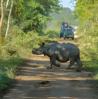 Kaziranga Rhinos & Meghalaya’s Natural Marvels