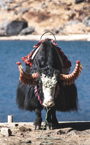 Yak Ride in Gangtok